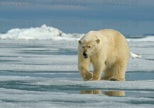 Polar bear (Ursus maritimus) female running on ice floe