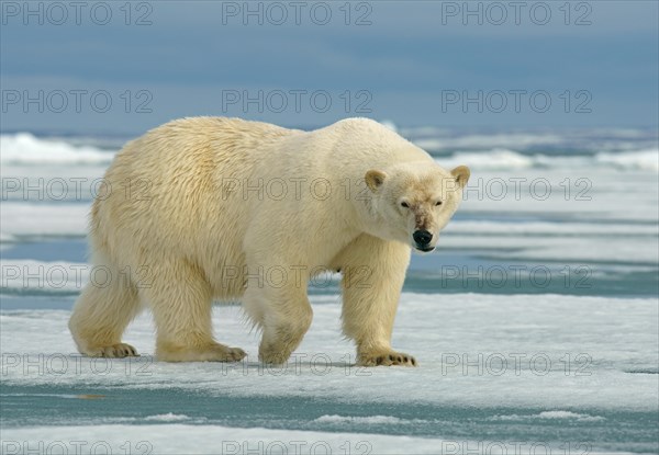 Polar bear (Ursus maritimus) female running on ice floe