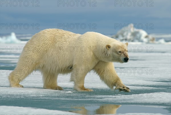 Polar bear (Ursus maritimus) female running on ice floe