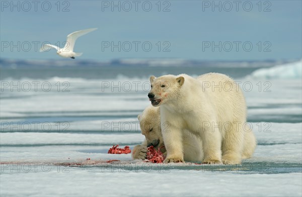 Polar bears (Ursus maritimus)