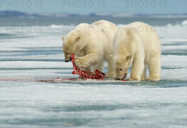 Polar bears (Ursus maritimus)