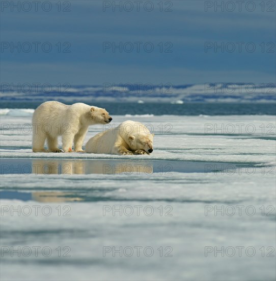 Polar bear (Ursus maritimus)