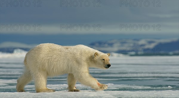 Polar bear (Ursus maritimus) runs on ice floe