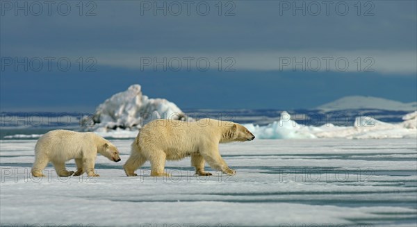 Polar bears (Ursus maritimus)