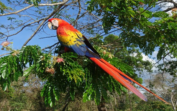 Scarlet macaw (Ara macao) sits on branch in tree