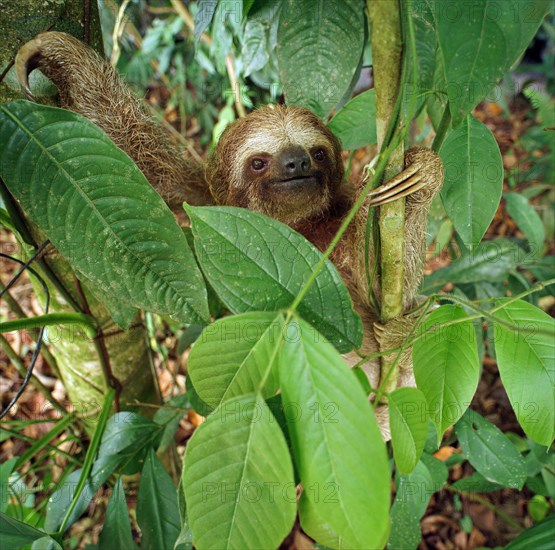 Brown-throated sloth (Bradypus variegatus)