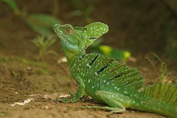 Plumed basilisk (Basiliscus plumifrons) on the ground