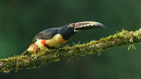 Collared aracari (Pteroglossus torquatus) sits on mossy branch