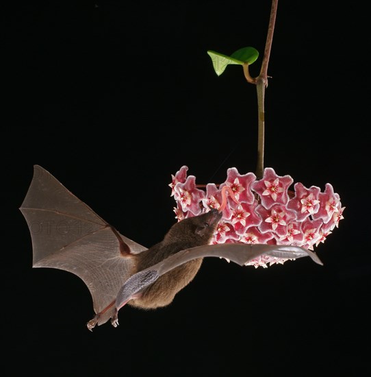 Pallas's long-tongued bat (Glossophaga soricina)