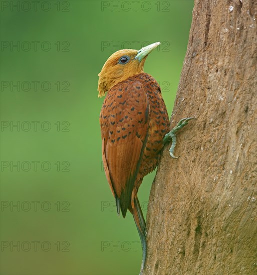 Chestnut-colored woodpecker (Celeus castaneus) on tree trunk