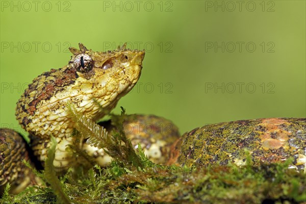 Eyelash viper (Bothriechis schlegelii)