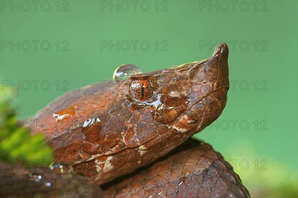 Rainforest hognosed pitviper (Porthidium nasutum)