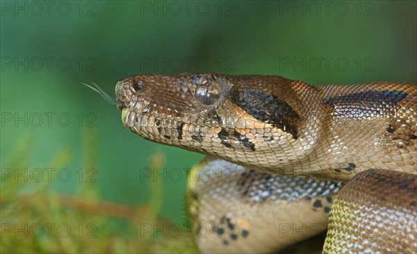 Common Northern Boa (Boa constrictor imperator)