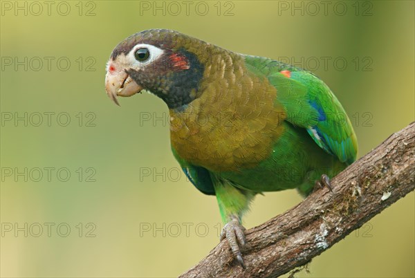 Brown-hooded Parrot (Pyrilia haematotis) sits on branch