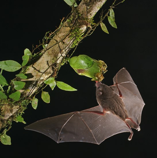 Pallas's long-tongued bat (Glossophaga soricina)