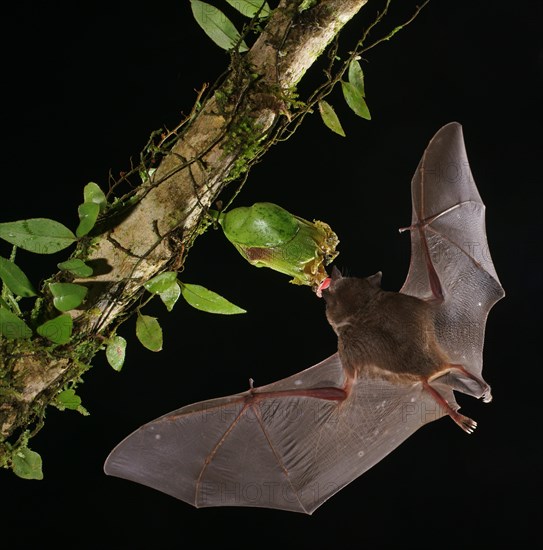 Pallas's long-tongued bat (Glossophaga soricina)