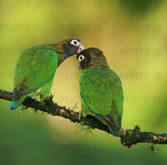 Brown-hooded Parrots (Pyrilia haematotis)