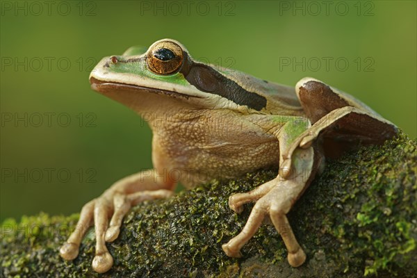 Masked Tree Frog (Smilisca phaeota) sits on branch