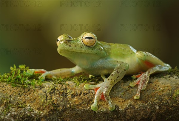 Canal Zone tree frog (Hypsiboas rufitelus) sits on branch