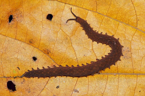 Epiperipatus isthmicola (Epiperipatus isthmicola) on yellow leaf