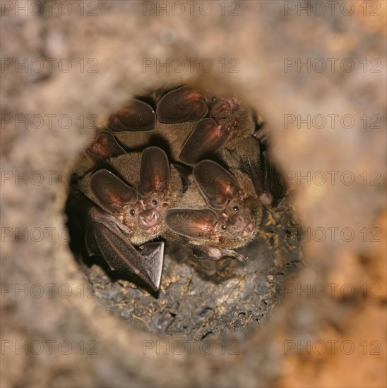 Pygmy round-eared bats (Lophostoma brasiliense) in a termite hill