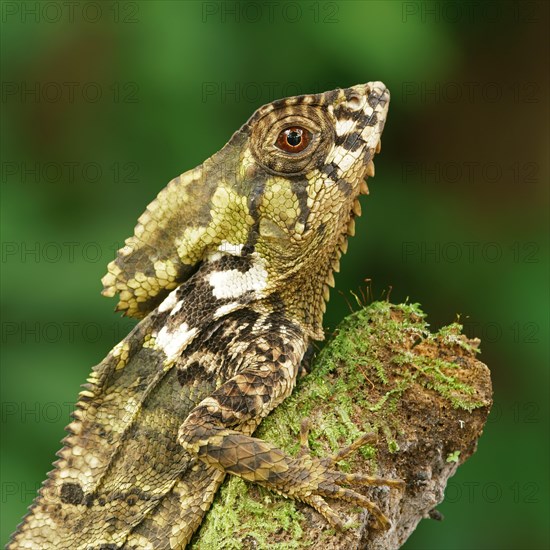 Smooth helmeted iguana (Corytophanes cristatus)