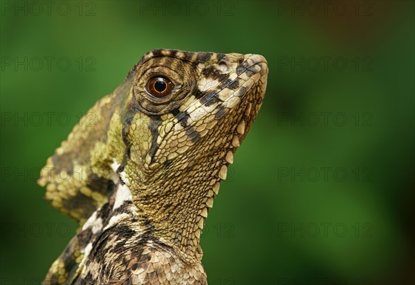 Smooth helmeted iguana (Corytophanes cristatus)