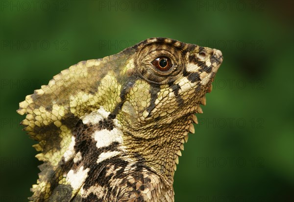 Smooth helmeted iguana (Corytophanes cristatus)