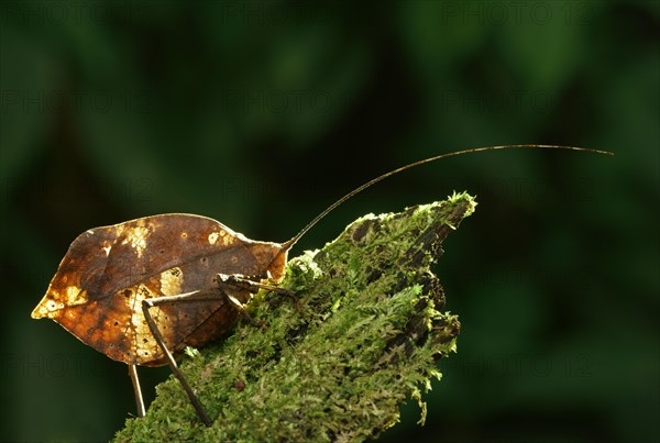 Bush cricket (Pterochrozinae) on mossy wood