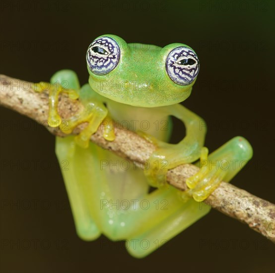 Glass frog (Sachatamia ilex) hangs on branch