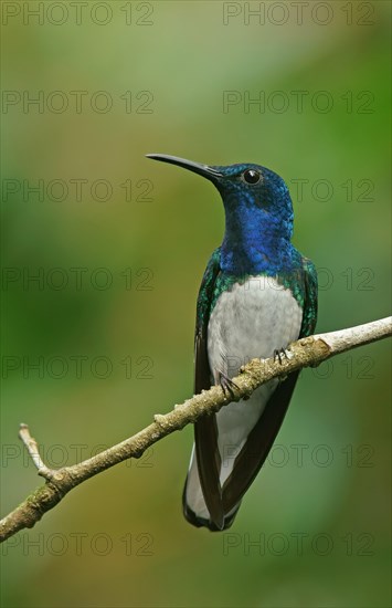 White-necked jacobin (Florisuga mellivora) sits on a branch