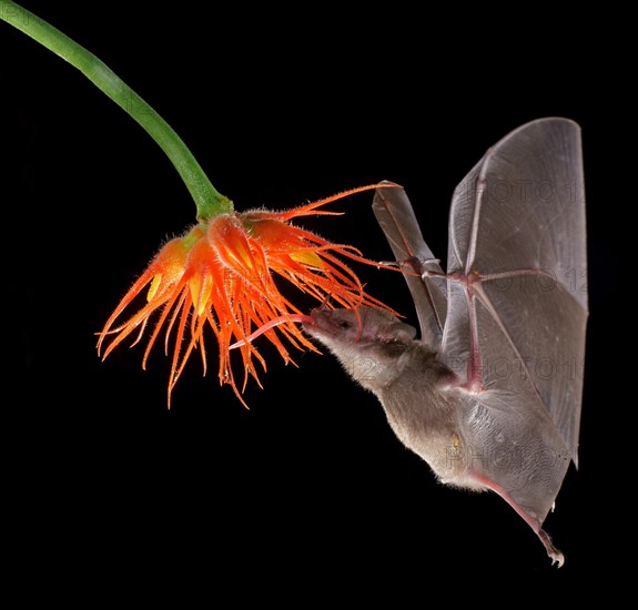 Pallas's long-tongued bat (Glossophaga soricina)