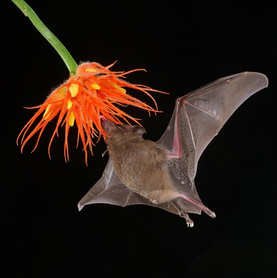 Pallas's long-tongued bat (Glossophaga soricina)