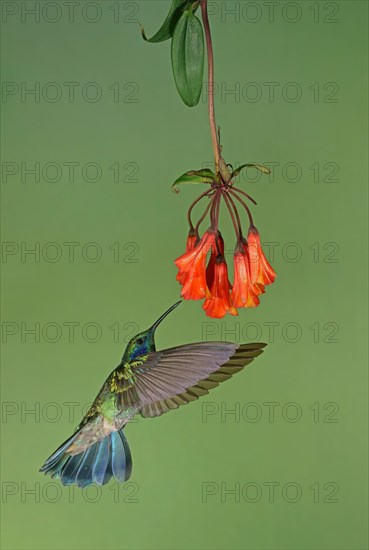 Mexican violetear (Colibri thalassinus) in flight