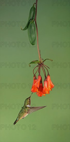 Volcanic elf (Selaphorus flammula) in flight