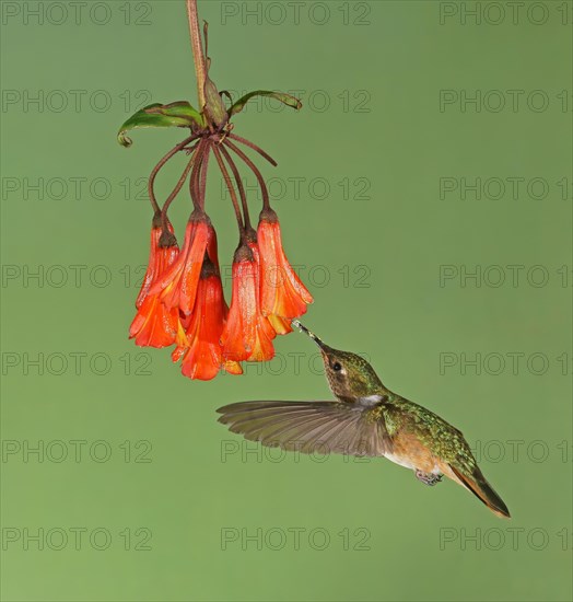 Volcanic elf (Selaphorus flammula) in flight