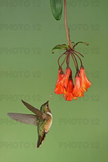 Volcanic elf (Selaphorus flammula) in flight