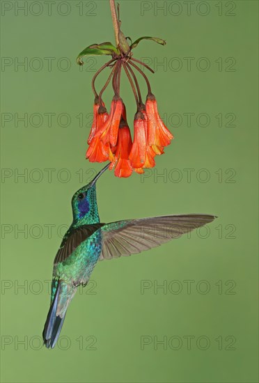 Mexican violetear (Colibri thalassinus) in flight