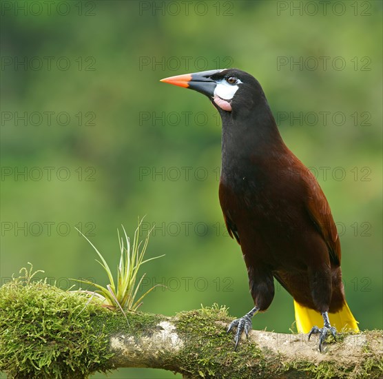 Montezuma Oropendola (Gymnostinops montezuma) sits on branch