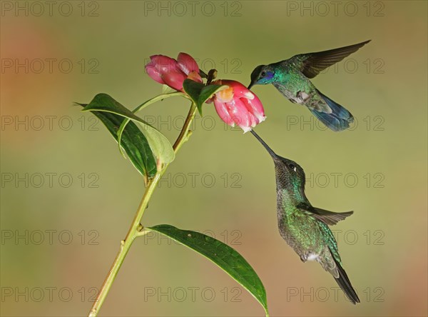 Mexican violetear (Colibri thalassinus) and Fiery-throated hummingbird (Panterpe insignis) in flight