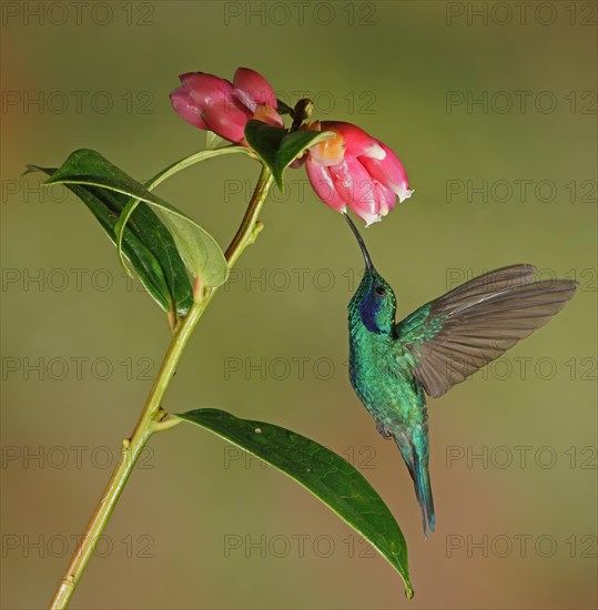 Mexican violetear (Colibri thalassinus) in flight