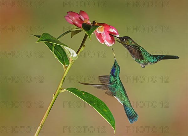 Mexican violetear (Colibri thalassinus) and Fiery-throated hummingbird (Panterpe insignis) in flight