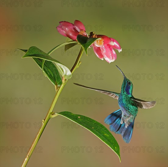 Mexican violetear (Colibri thalassinus) in flight