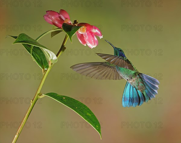 Mexican violetear (Colibri thalassinus) in flight