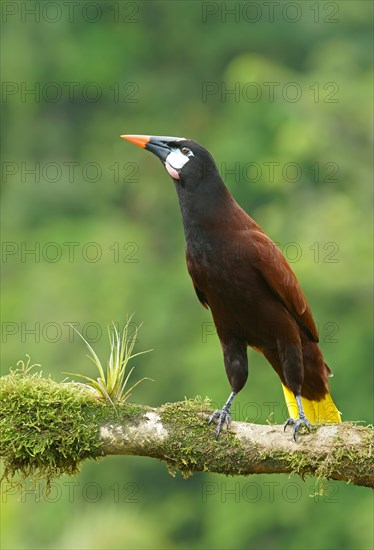 Montezuma Oropendola (Gymnostinops montezuma) sits on branch