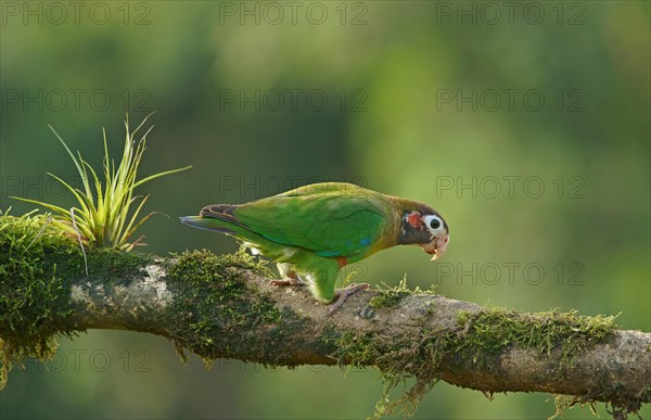 Brown-hooded Parrot (Pyrilia haematotis) sits on mossy branch