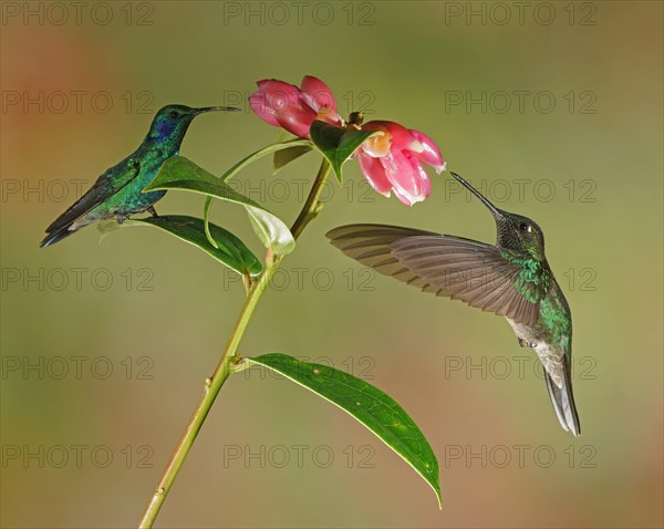 Mexican violetear (Colibri thalassinus) and Fiery-throated hummingbird (Panterpe insignis) in flight