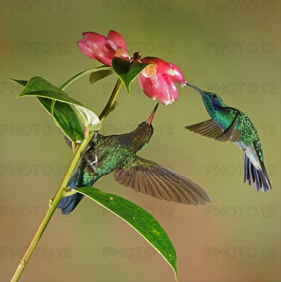 Mexican violetear (Colibri thalassinus) and Fiery-throated hummingbird (Panterpe insignis) in flight