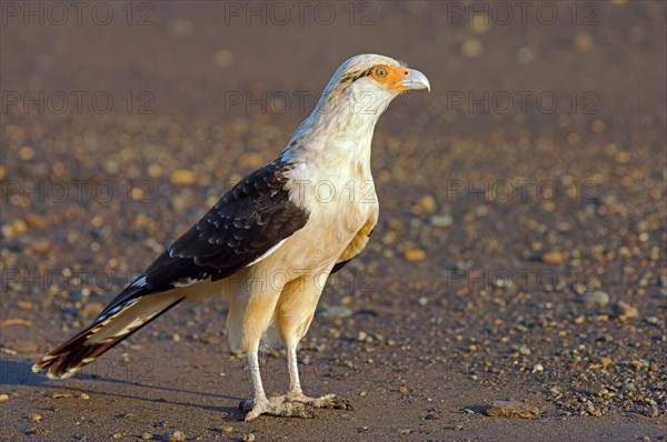 Yellow-headed caracara (Milvago chimachima)