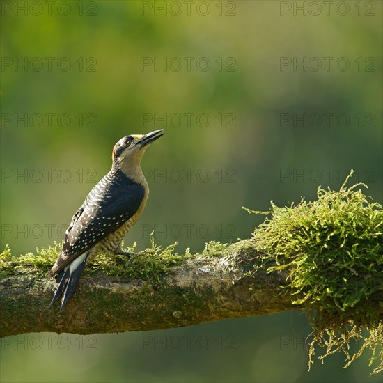 Golden-naped woodpecker (Melanerpes chrysauchen) sits on mossy branch